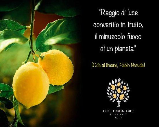 The Lemon Tree